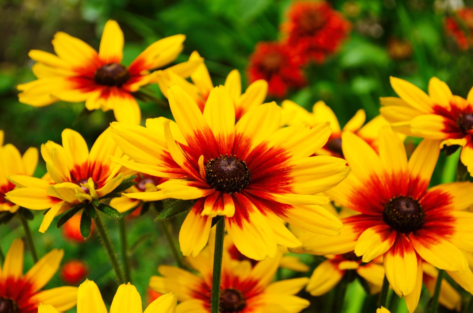 Several yellow flowering rudbeckia with an orange centre growing with green and red foliage in the background.