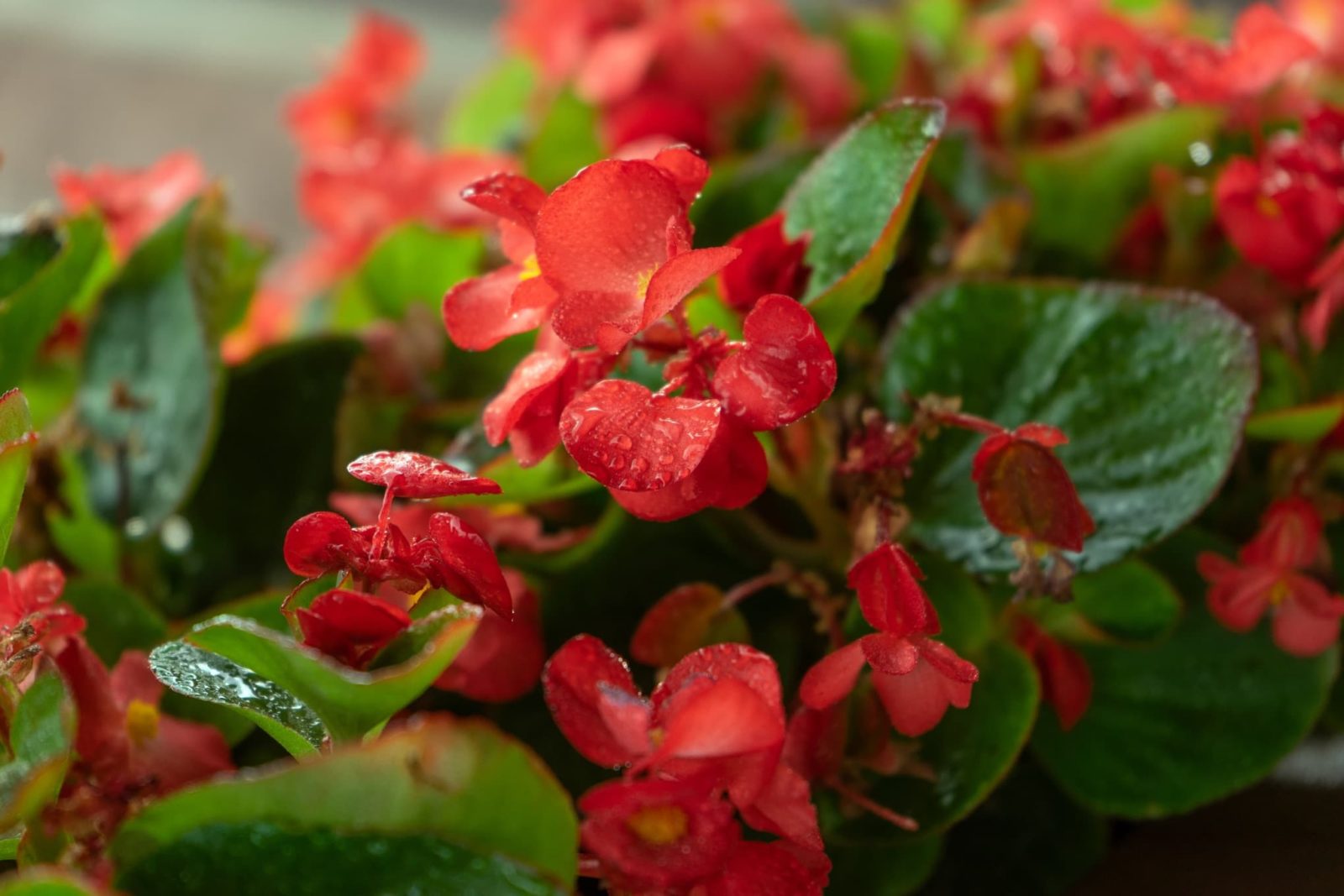 freshly watered bright red begonia flowers with visible droplets