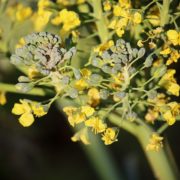 bolting broccoli with bright yellow flowers