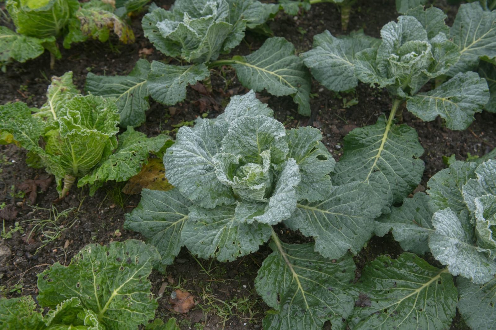 Brassica oleracea 'Tundra' plants covered in frost on a garden allotment