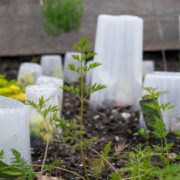 several different sizes plastic containers used as cloches to protect plants on a vegetable plot