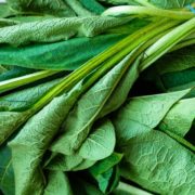harvested comfrey leaves bound by an elastic band