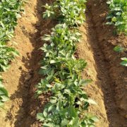 potato plants growing in rows