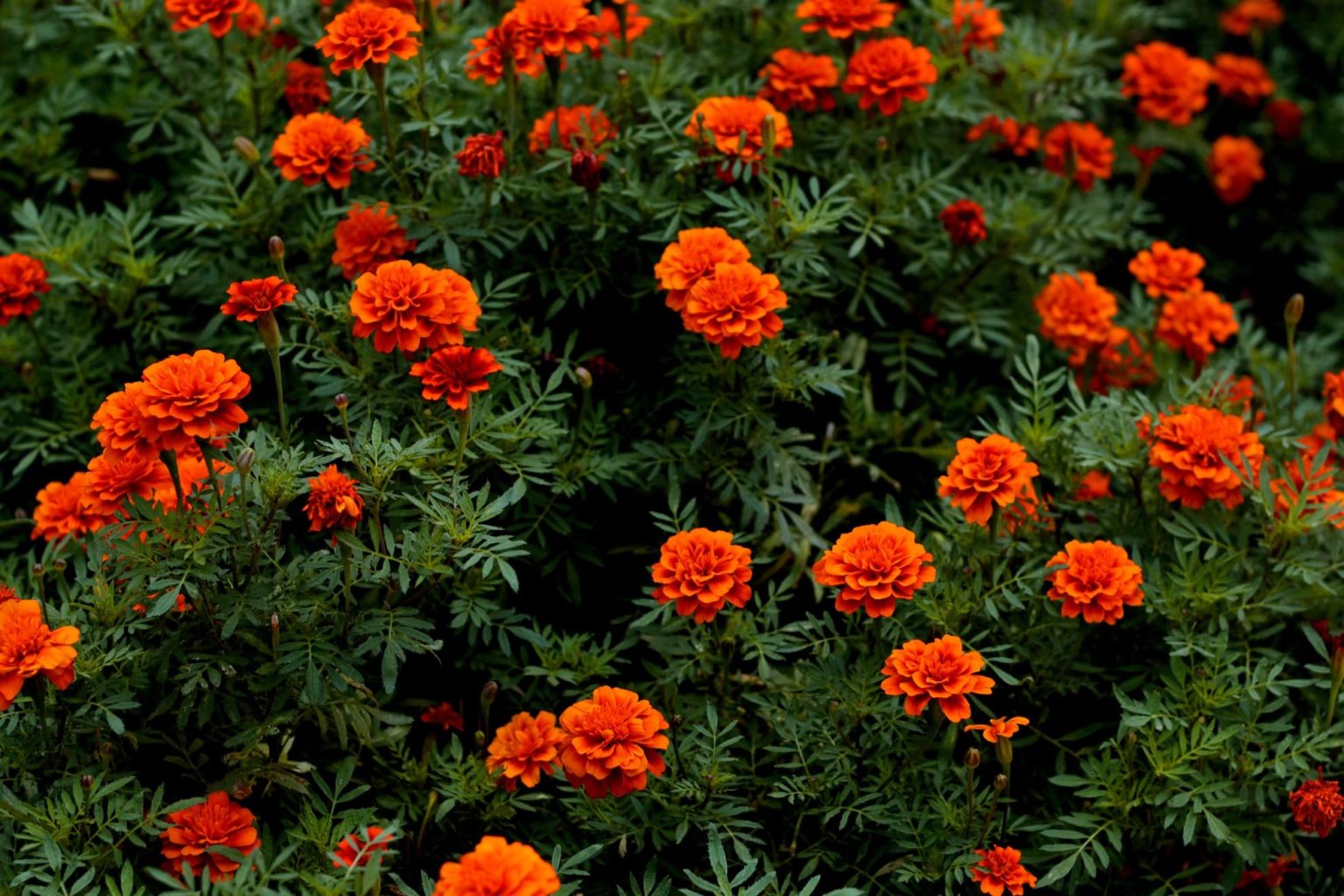 8 Lovely Marigold Varieties To Grow Horticulture.co.uk