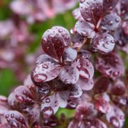 red leaves of barberry shrub covered in water droplets