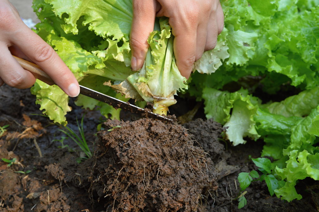 A sharp knife being used to cut the stem of a lettuce plant that has been slightly pulled out of the soil