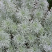 magnified view of Silver Artemisia Schmitiana Provermound
