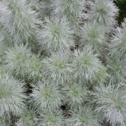 magnified view of Silver Artemisia Schmitiana Provermound