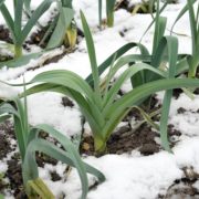 hardy leeks growing in snow covered ground