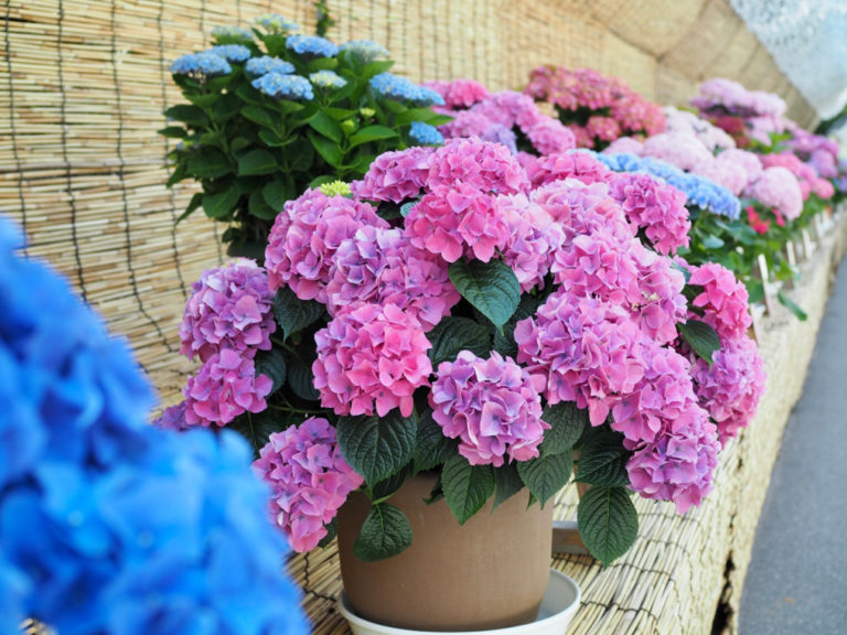 5 MustGrow Dwarf Hydrangea Cultivars For A Narrow Border Or Garden Bed