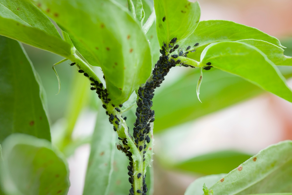 tiny black aphids climbing up the stem and leaves of a plant growing outside