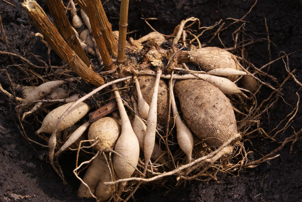 lots of dahlia tubers resting on top of soil