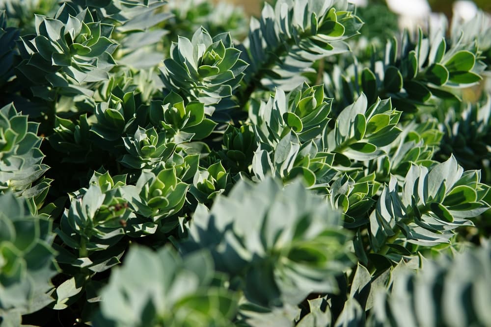 foliage of Hebe albicans in garden sunlight