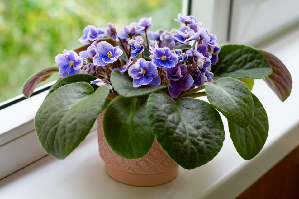 potted African violet with purple and white flowers growing on a windowsill next to a window