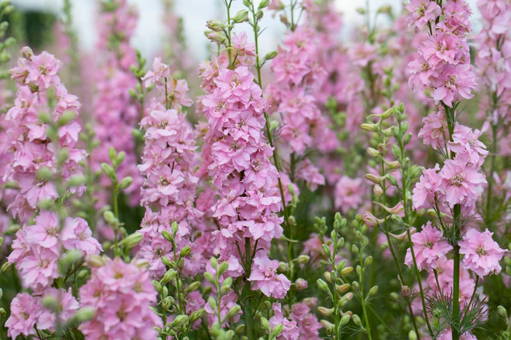 upright floriferous pink blooms of delphinium in a large field