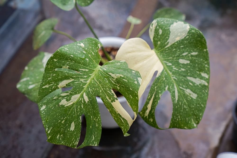 Monstera 'Thai Constellation' with large variegated leaves and visible fenestrations