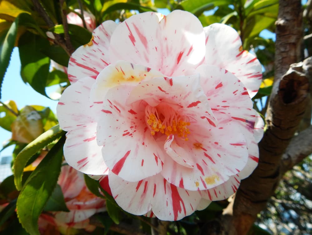 doubled coloured camellia flower with pink and white petals and yellow stamen