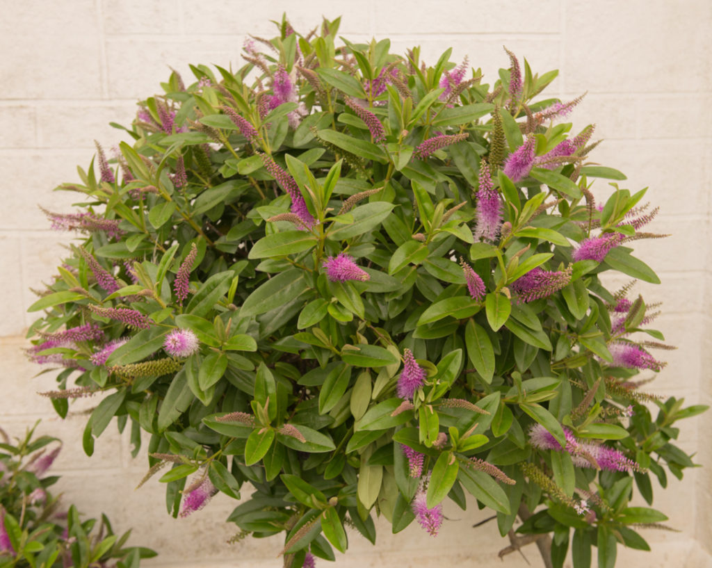 pink flowering Veronica 'great orme' shrub growing against a wall outside