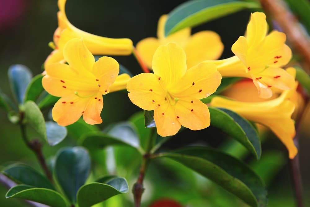 yellow azalea flowers in bloom