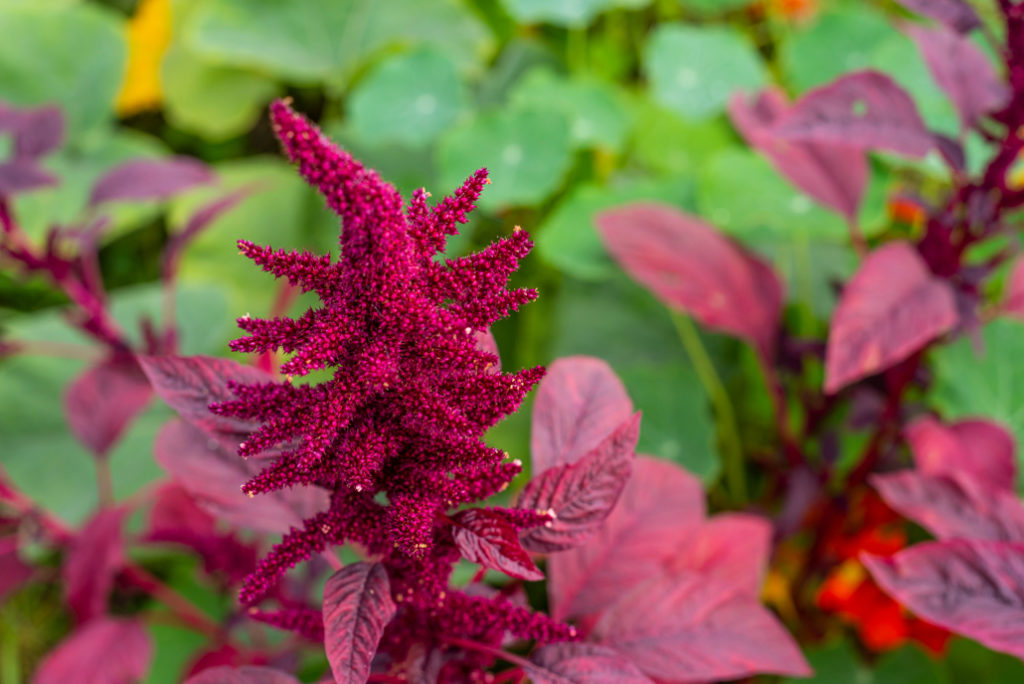 amaranth with purple flowers and foliage growing outside in front of a green shrub