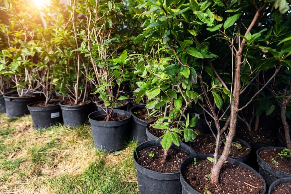 many small plastic pots with rhododendron plants