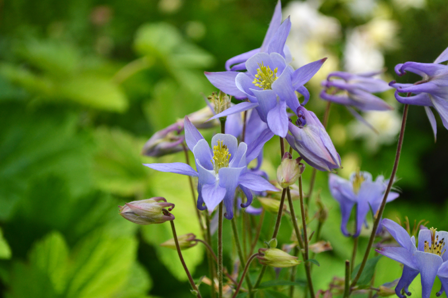 lilac flowering aquilegias growing outside in front of green foliage