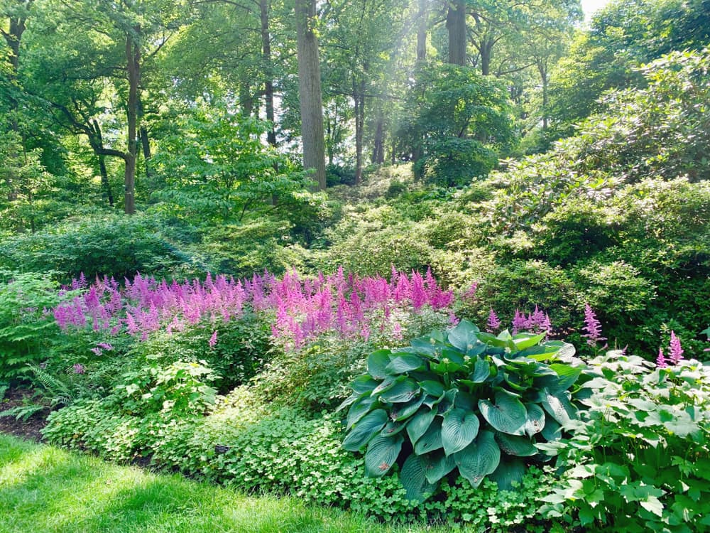 a large border with hostas, astilbe and other shade loving plants with woodland in the background