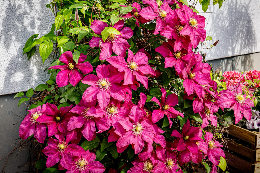 pink flowering clematis growing against a wall outside