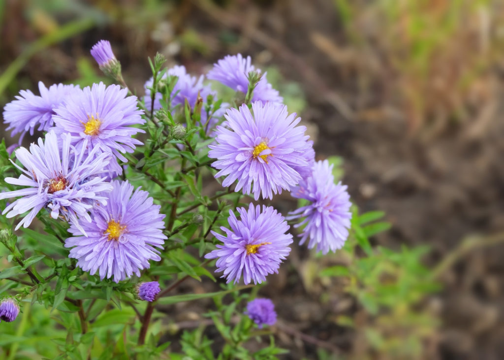 lilac asters with yellow centres growing outside