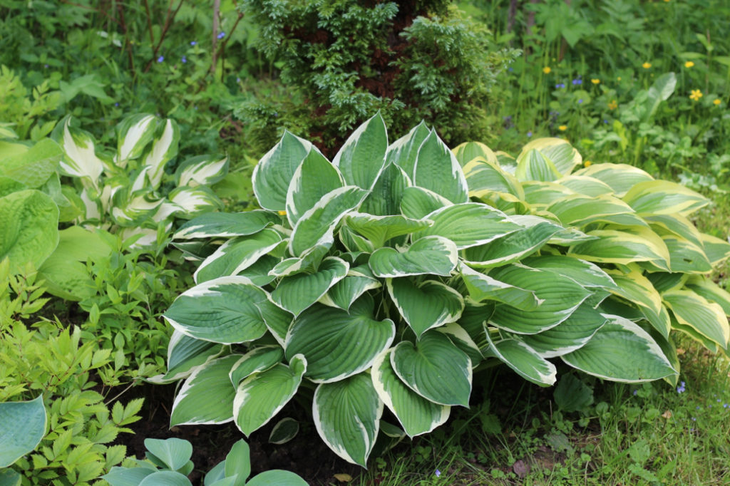hostas with variegated leaves growing outside in a garden bed
