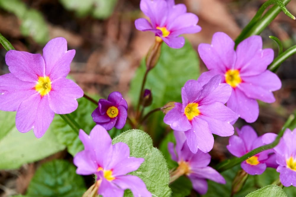 English Primrose flowers in lilac with yellow centres and leafy foliage in the background