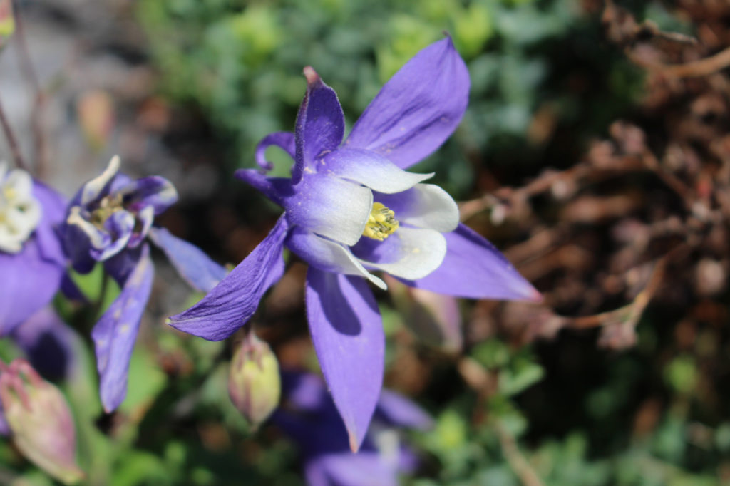 aquilegia alpina with purple and white flowers growing outside
