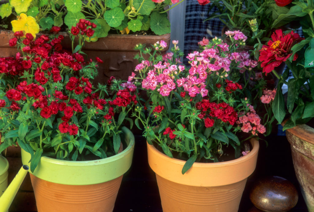 red and pink flowering phlox plants growing in containers in front of a raised flower bed