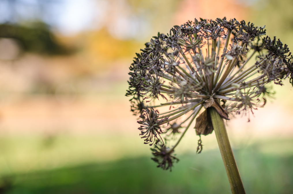 How (And When) To Deadhead Phlox | Horticulture.co.uk