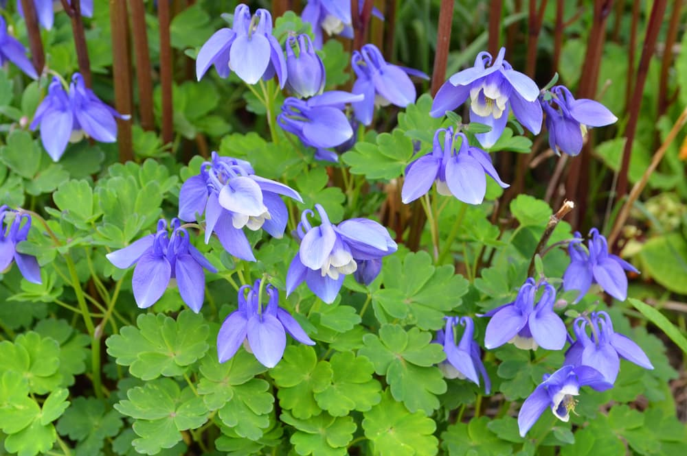 lilac and white coloured flowers of Aquilegia flabellata