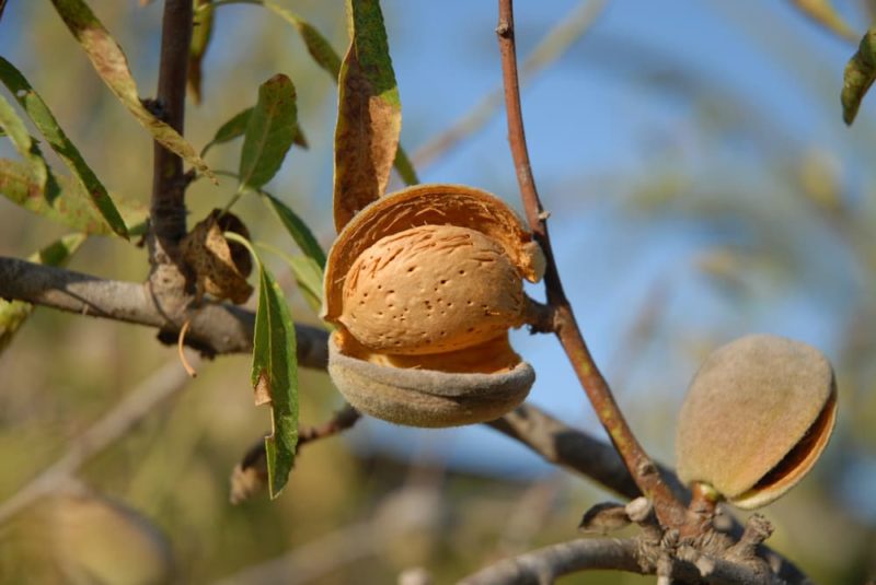 These Noteworthy Almond Tree Types Produce Lovely Blossom And A Robust ...