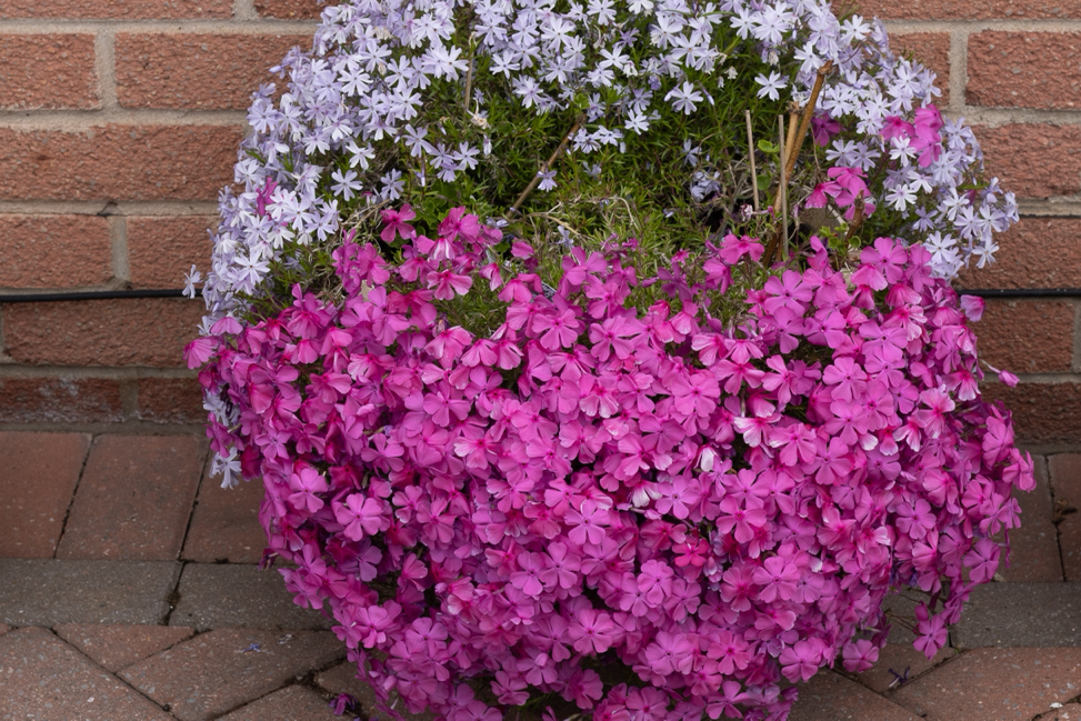 pink and white flowering phlox 'Kelly's Eye’ growing in a pot in front of a brick wall