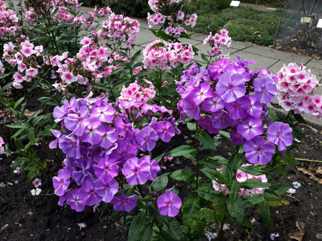 purple, pink and white phlox plants growing in a garden bed outdoors in front of a path