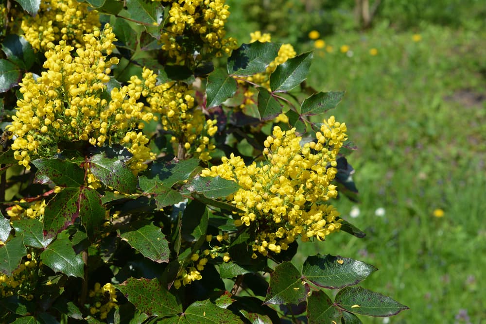 Oregon Grape plant with bright yellow flowers