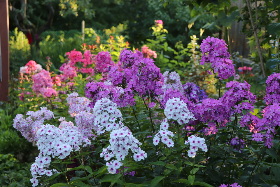 pink, white and purple flowering phlox plants growing in a garden bed