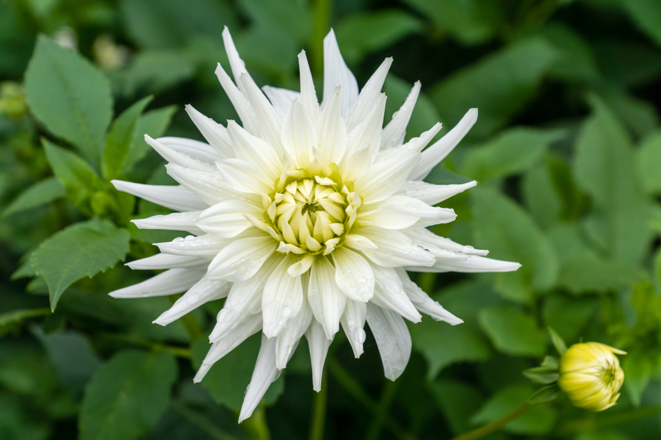 D. 'my love' with white petals and a yellow centre growing outdoors in front of green leaves