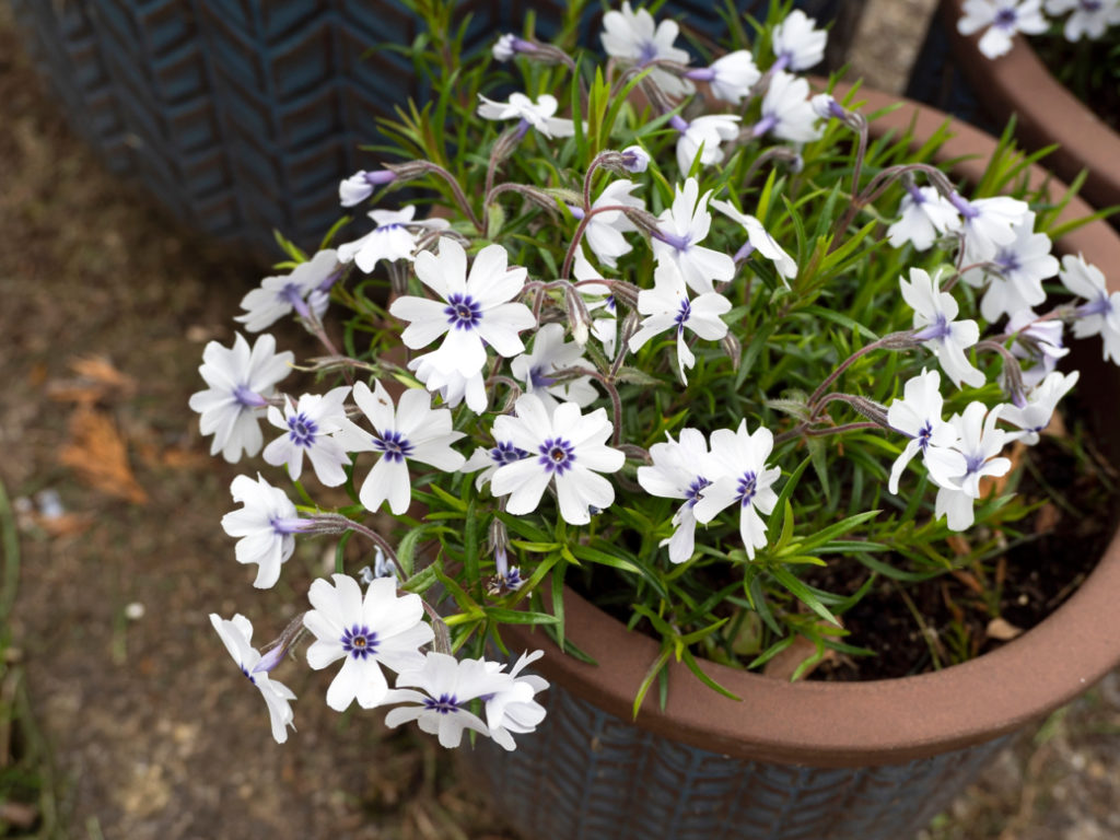 white flowering phlox with purple centres growing in a container outside