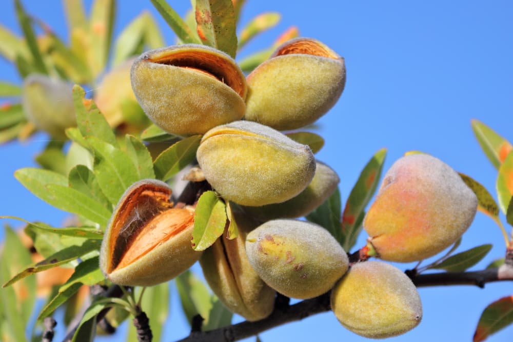 almonds ripening on the branches of a tree