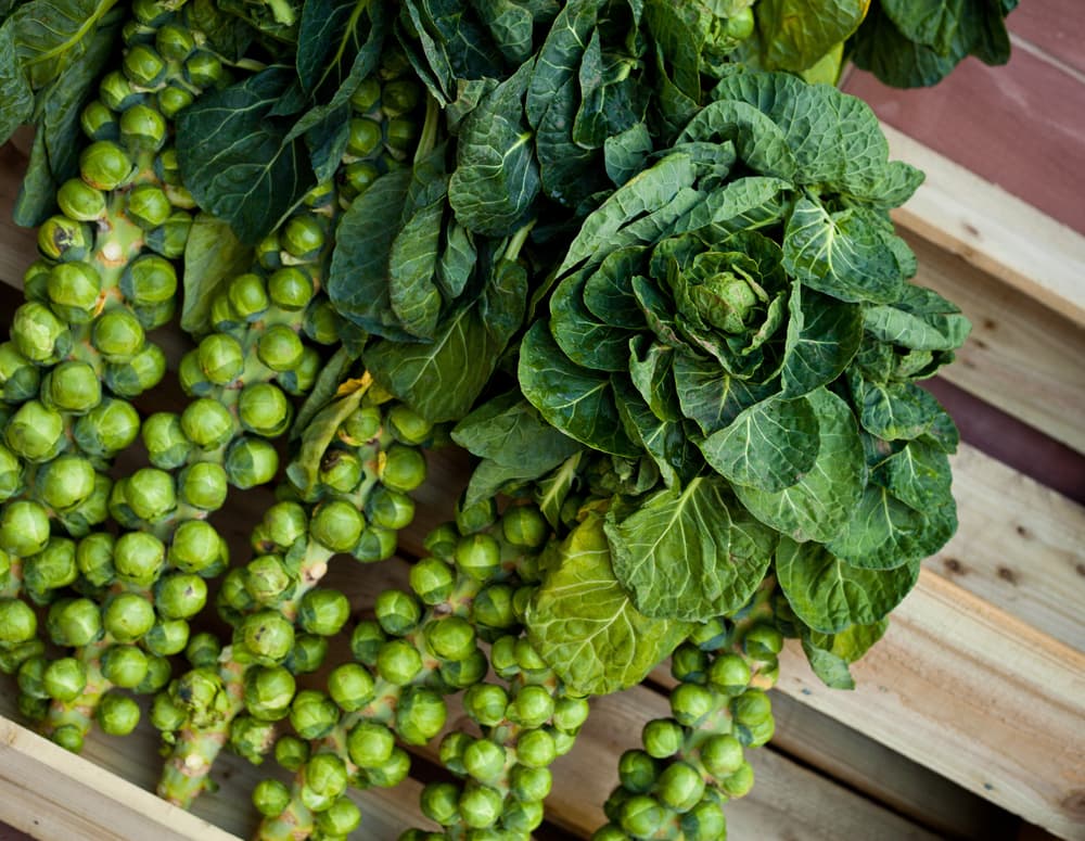 brussels sprouts plants growing from a timber cold frame