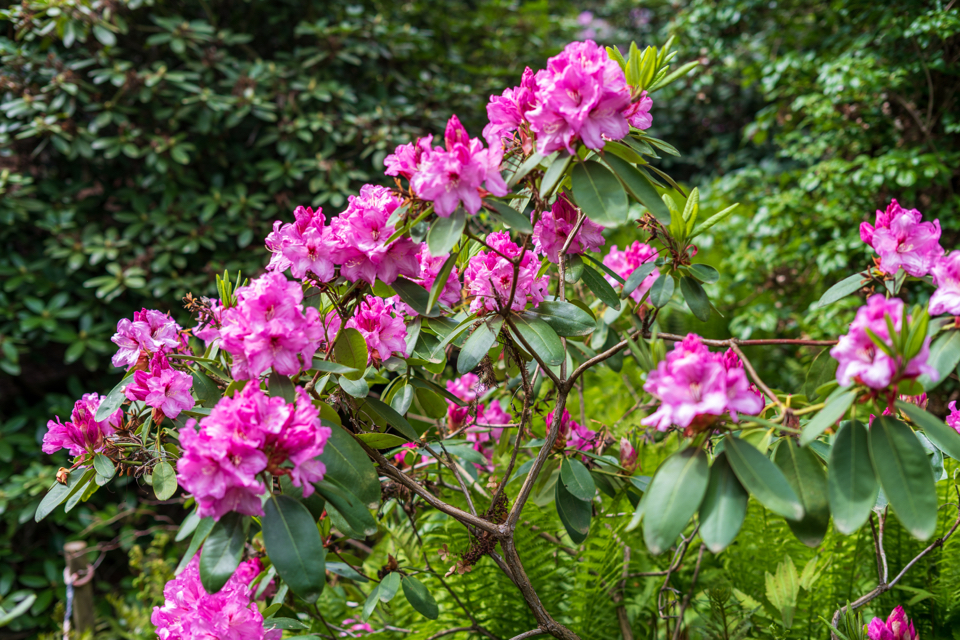 pink flowering azaleas growing outside with green shrubs in the background