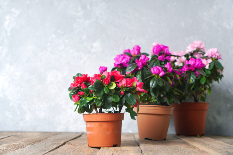 How To RePot Azaleas Horticulture.co.uk