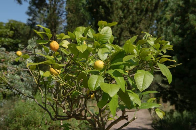 How To Grow A Lemon Tree At Home Horticulture.co.uk