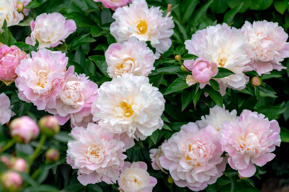 common peony with with and pink petals and dark green foliage growing outside