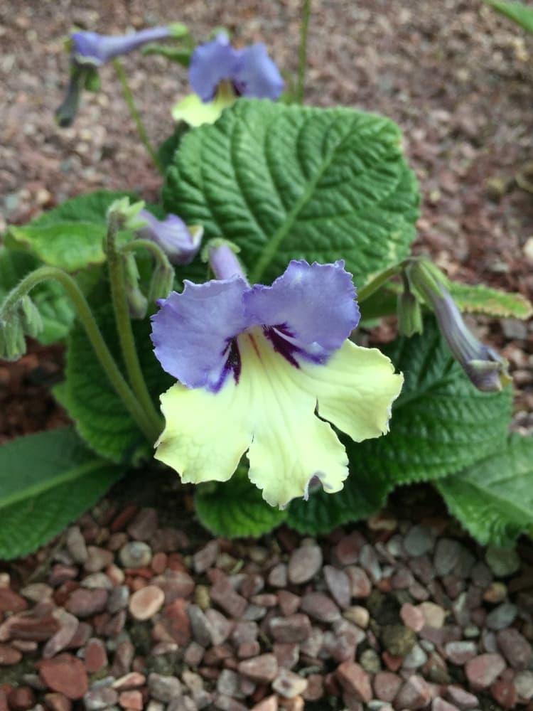 Harlequin Blue Streptocarpus