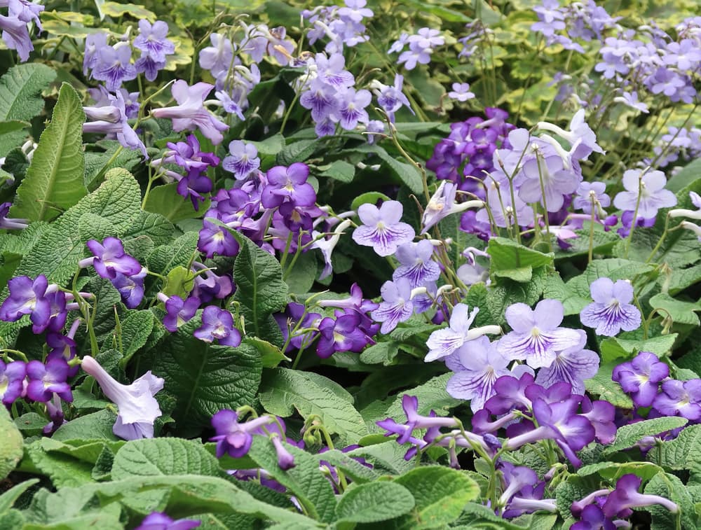 ground covering Cape Primrose flowers in various shades of purple